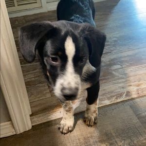 Meet your Posher, Amber